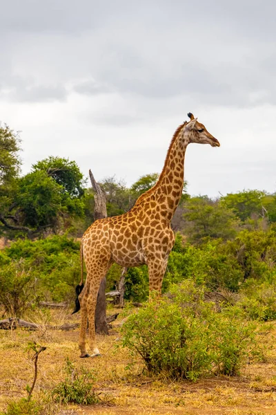 Bella Giraffa Maestosa Alta Nella Natura Safari Nel Kruger National — Foto Stock
