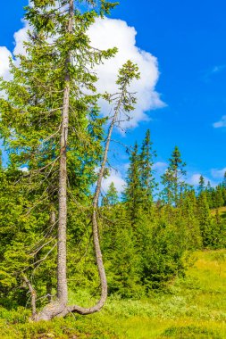 Norveç 'in en sevdiği Kvitfjell kayak alanının manzarasında orman doğası ve bulutlu mavi gökyüzü ile ender ağaçlar yetişir..