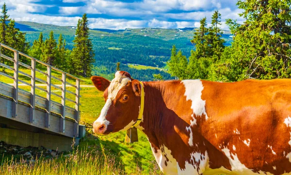 Vaca Marrom Olha Posa Para Câmera Panorama Paisagem Noruega Favang — Fotografia de Stock