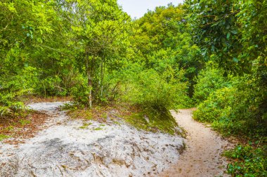 Angra dos Reis Rio de Janeiro Brezilya 'daki büyük tropik ada Ilha Grande' de Praia Lopes Mendes 'e giden yolda ve patikada palmiye ağaçları olan tropik doğal orman ormanı..