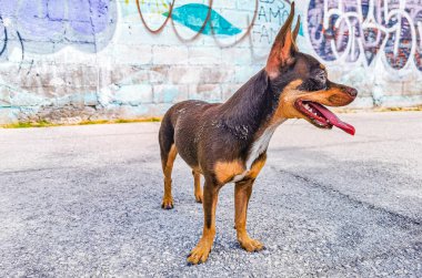 Playa del Carmen Meksika 'da duvar yazısının önünde duran Meksikalı havalı kahverengi Chihuahua köpeği..