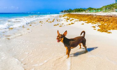 Mexican brown Chihuahua dog on the beach in Playa del Carmen Mexico. clipart