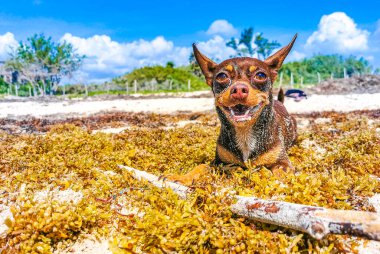 Plajdaki kumsalda Meksikalı esmer Chihuahua köpeği. Playa del Carmen Meksika 'da sopayla..