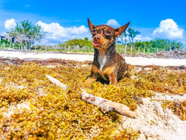 Plajdaki kumsalda Meksikalı esmer Chihuahua köpeği. Playa del Carmen Meksika 'da sopayla..