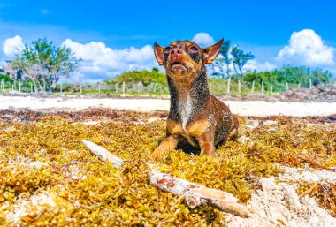Plajdaki kumsalda Meksikalı esmer Chihuahua köpeği. Playa del Carmen Meksika 'da sopayla..