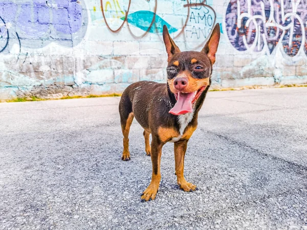 Мексиканская Холодная Коричневая Собака Чихуахуа Подмигивает Тебе Перед Стеной Граффити — стоковое фото
