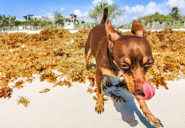 Mexicano Cão Chihuahua Marrom Está Jogando Praia Playa Del Carmen — Fotografia de Stock