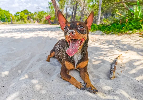 Perro Chihuahua Marrón Mexicano Arena Playa Con Palo Playa Del —  Fotos de Stock