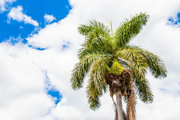 Φοινικόδεντρο Καρύδα Μπλε Φόντο Ουρανό Στο San Jose Κόστα Ρίκα — Φωτογραφία Αρχείου