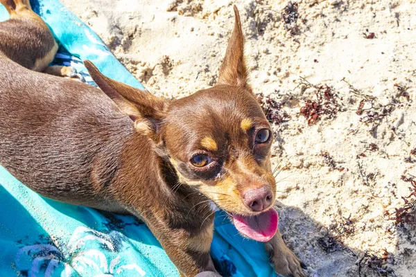 Mexican Brown Chihuahua Dog Lies Relaxes Blue Beach Towel Beach — Stock Photo, Image