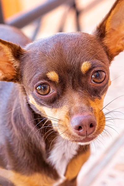 Portrét Mexického Hnědého Čivavského Psa Při Pohledu Krásné Roztomilé Fotoaparátu — Stock fotografie