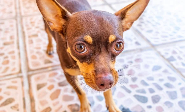 Retrato Cão Chihuahua Marrom Mexicano Enquanto Olhando Adorável Bonito Câmera — Fotografia de Stock