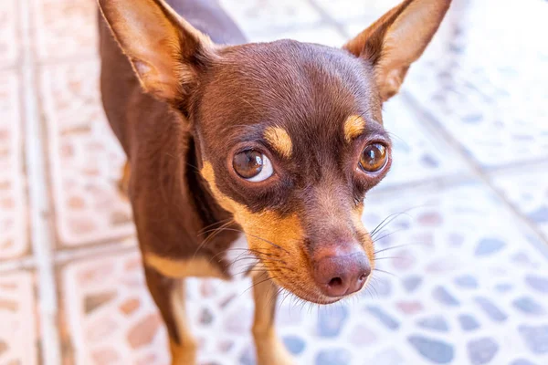 Портрет Мексиканской Коричневой Собаки Чауахуа Которая Выглядит Милой Симпатичной Объективе — стоковое фото