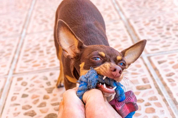 Mexicano Cão Chihuahua Marrom Está Jogando Lindo Brincalhão Agressivo Com — Fotografia de Stock