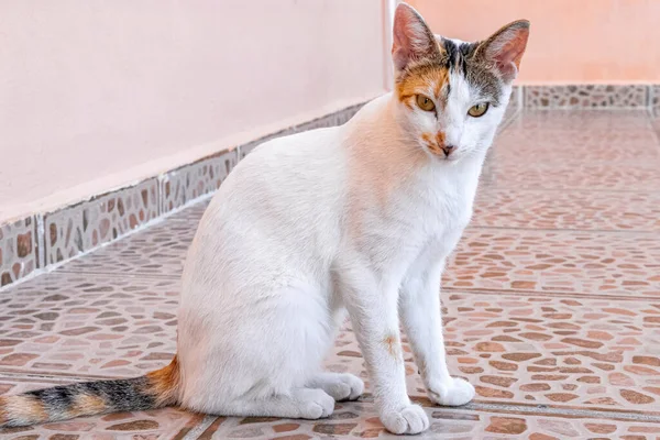 Retrato Gato Branco Mexicano Enquanto Está Bonito Bonito Câmera Playa — Fotografia de Stock