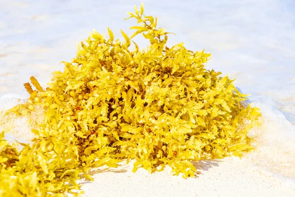 Sargazo Algas Rojas Amarillas Playa Tropical Mexicana Punta Esmeralda Playa —  Fotos de Stock
