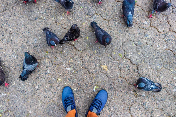 Veel Duiven Stadsvogels Tussen Mijn Voeten Het Stadsplein San Jose — Stockfoto