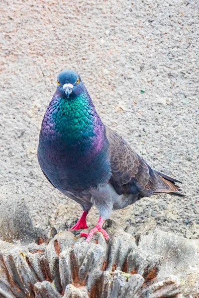 Duif Stad Vogel Zit Bouw Ziet Majestueus Uit Het Stadsplein — Stockfoto