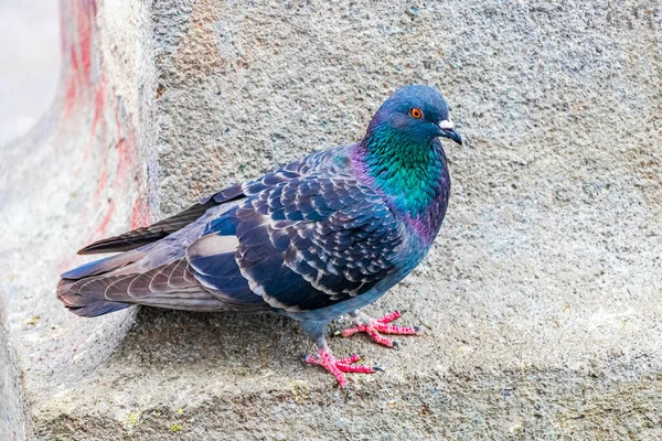 Pombo Pássaro Cidade Senta Edifício Praça Cidade San Jose Costa — Fotografia de Stock