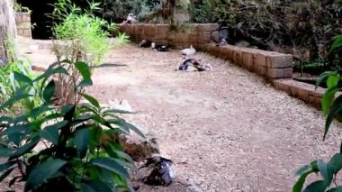 Yunanistan 'ın Rodini Parkı' ndaki Rodini Parkı 'nda siğil suratlı garip ördekler..