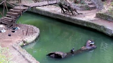 Yunanistan 'ın Rodini Parkı' ndaki Rodini Parkı 'nda siğil suratlı garip ördekler..