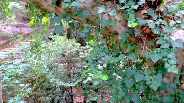ギリシャのロードス島にあるロディーニ公園の森の中で緑の葉を持つツタの植物を登る — ストック動画
