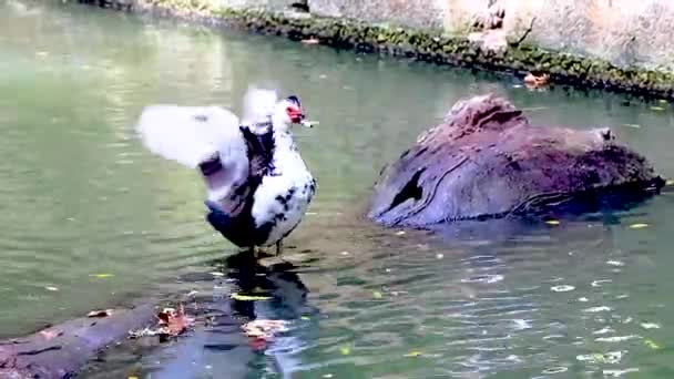 希腊罗得岛罗迪尼公园里奇怪的红脸疣鸭麝香鸭 — 图库视频影像