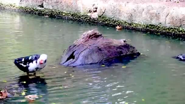 Vreemde Rode Wrattenkop Muskuseenden Eend Het Rodini Park Rhodos Eiland — Stockvideo