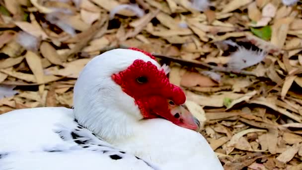 Strange Red Warty Faced Warty Duck Muscovy Duck Rodini Park — Stock Video