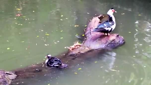 Extraños Patos Verrugosos Cara Verrugosa Roja Patos Mosquitos Parque Rodini — Vídeo de stock