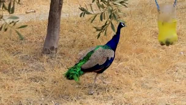 罗得岛罗迪尼公园美丽的 色彩艳丽的孔雀鸟 — 图库视频影像