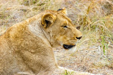 Aslan, Güney Afrika 'daki Kruger Ulusal Parkı' nda Mpumalanga 'daki safaride dinleniyor..