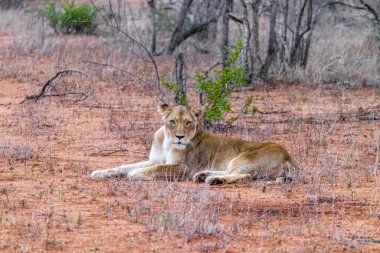 Aslan, Güney Afrika 'daki Kruger Ulusal Parkı' nda Mpumalanga 'daki safaride dinleniyor..
