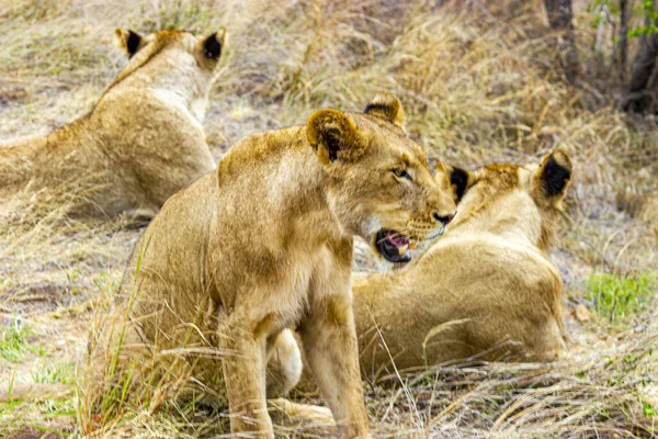 Los Leones Relajan Parque Nacional Kruger Sudáfrica Safari Mpumalanga — Foto de Stock