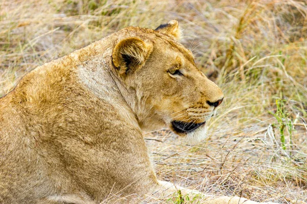 Львиный Отдых Национальном Парке Крюгер Южной Африке Сафари Мпумаланге — стоковое фото