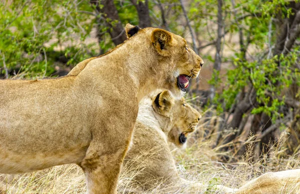 Львы Отдыхают Национальном Парке Крюгер Южной Африке Сафари Мпумаланге — стоковое фото