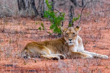Aslan, Güney Afrika 'daki Kruger Ulusal Parkı' nda Mpumalanga 'daki safaride dinleniyor..