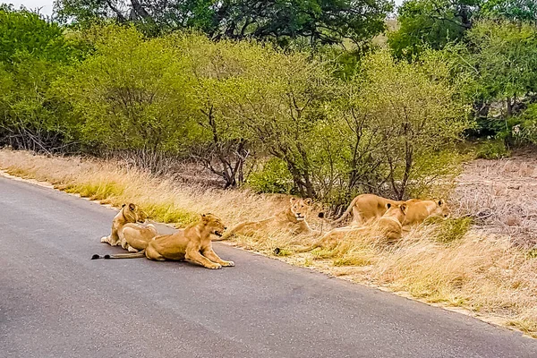 Leões Relaxam Rua Parque Nacional Kruger África Sul Safári Mpumalanga — Fotografia de Stock