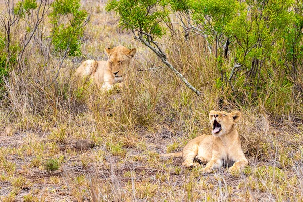 Львиная Мать Ребенок Отдыхают Национальном Парке Крюгера Южной Африке Сафари — стоковое фото