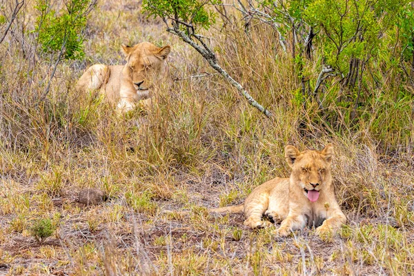 Madre Hijo Leones Relajarse Parque Nacional Kruger Sudáfrica Safari Mpumalanga — Foto de Stock