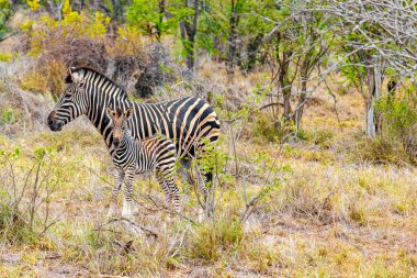 Güzel çizgili anne ve çocuk zebra Güney Afrika 'daki Kruger Ulusal Parkı' nda safaride..