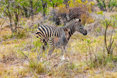 Güzel çizgili anne ve çocuk zebra Güney Afrika 'daki Kruger Ulusal Parkı' nda safaride..