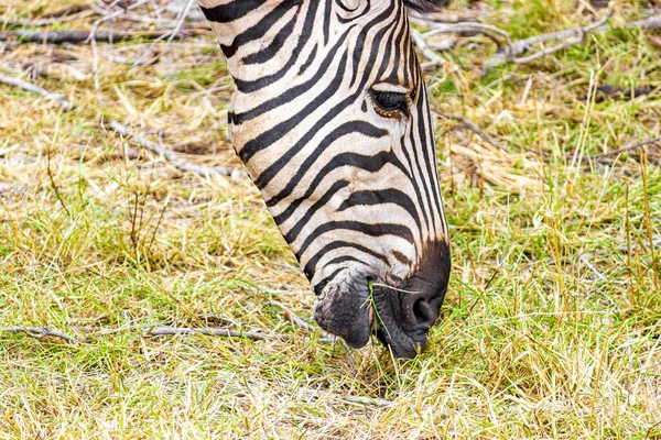 Bella Zebra Strisce Mentre Mangia Nella Natura Safari Nel Kruger — Foto Stock