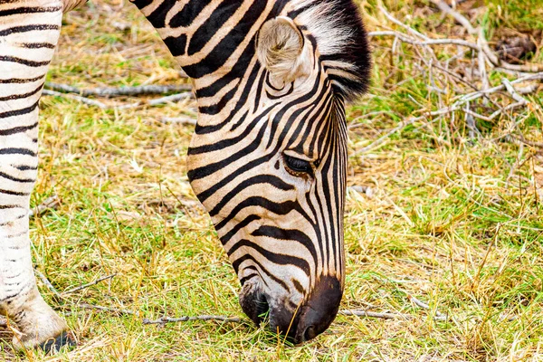 Gyönyörű Csíkos Zebra Miközben Eszik Természet Szafari Kruger Nemzeti Park — Stock Fotó
