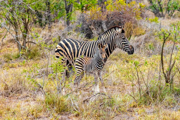 Gyönyörű Csíkos Anya Gyermek Baba Zebra Természetben Szafari Kruger Nemzeti — Stock Fotó