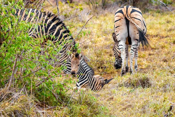 Bella Madre Strisce Bambino Zebra Nella Natura Safari Nel Kruger — Foto Stock