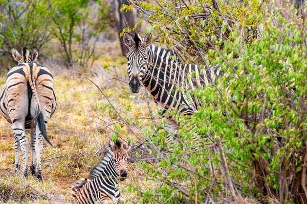 Bela Mãe Listrada Criança Bebê Zebra Natureza Safari Parque Nacional — Fotografia de Stock