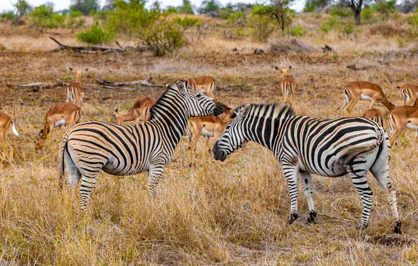 Gyönyörű Csíkos Zebrák Impalák Antilopok Természetben Szafarin Kruger Nemzeti Parkban — Stock Fotó