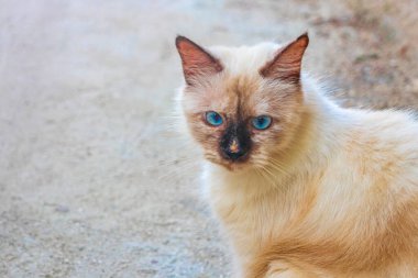 Rasdhoo Mercan Adası Maldivleri 'nde parlak mavi gözlü tüylü beyaz kedi..