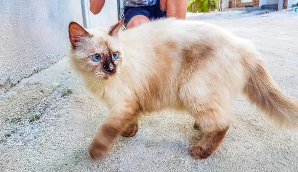 Fluffy Carino Gatto Grigio Bianco Con Occhi Azzurri Luminosi Sull — Foto Stock